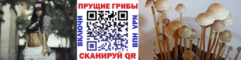что такое наркотик  Петрозаводск  Псилоцибиновые грибы прущие грибы 
